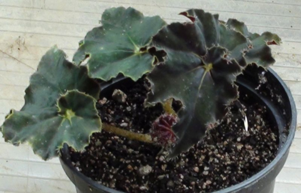 begonia czarna