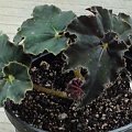 begonia czarna