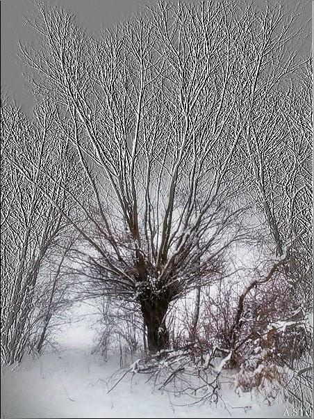 Magiczna wierzba #drzewo #wierzba #zima